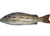 釣れる魚・シマイサキ