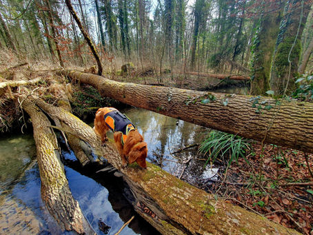 Brücken-Studie abgeschlossen!