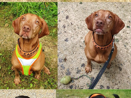 Eignungstest ASP-Suchhunde