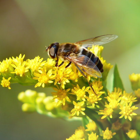 Green space is not just green
