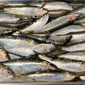 Filet de sardine
