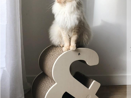 Comment aménager son intérieur pour son chat ?