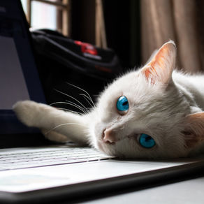 Pourquoi les chats aiment s'allonger sur les claviers d'ordinateur ?