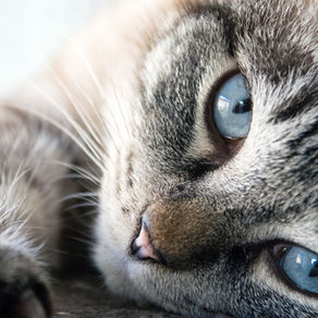 Les chats ressentent-ils notre état de santé ? 