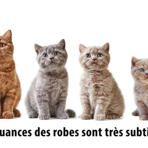 Le chat et les couleurs