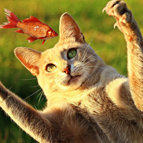 Le chat et le poisson : bonne idée ?