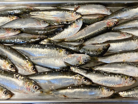 Des sardines pour vos chats ?