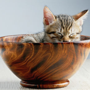 Le chat : Un gastronome ?