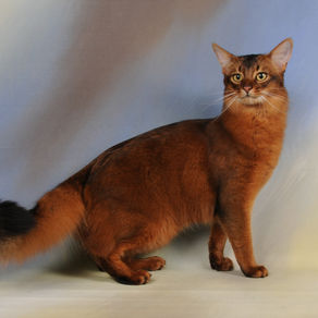  La chatterie d'Ambre fauve