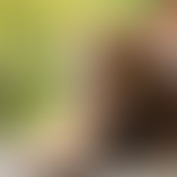 Comment bien nourrir son chat ?