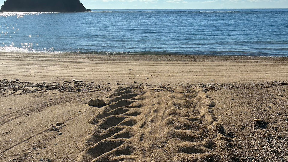 turtle-tracks.jpg