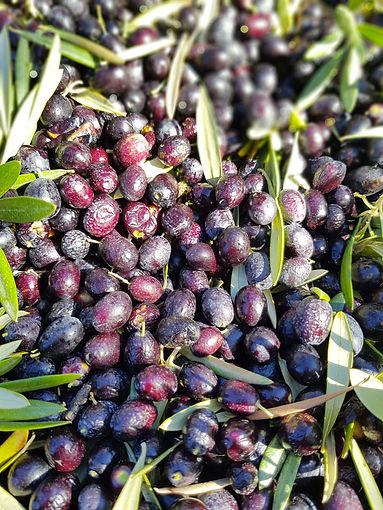 aceitunas