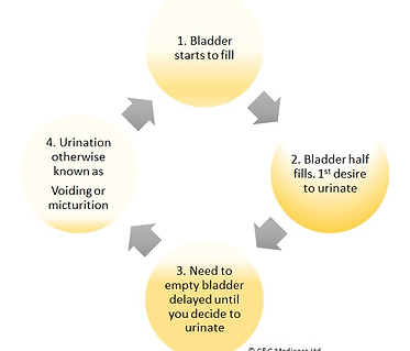 bladder cycle