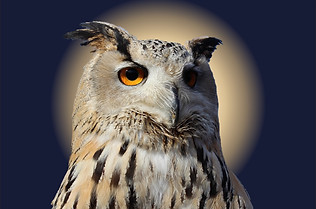 owl with moon.jpg