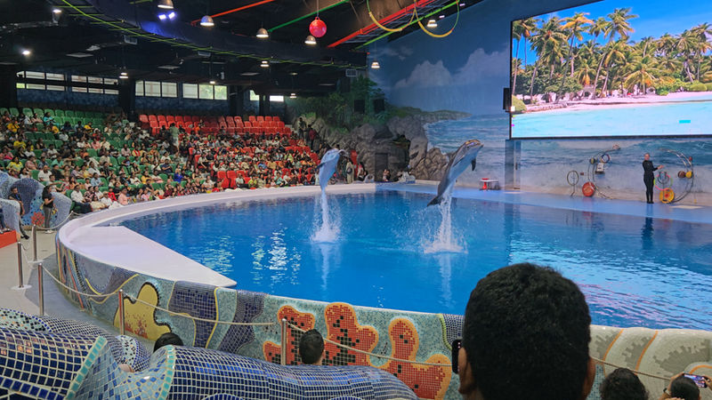 Seal show
