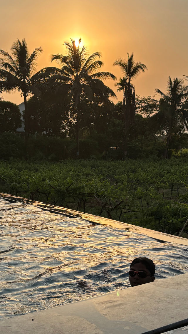 Vineyard at golden hour