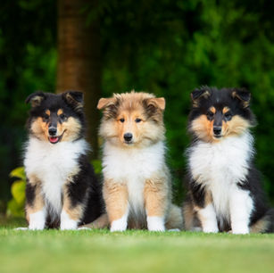 Vrh "A" - 10 týdnů