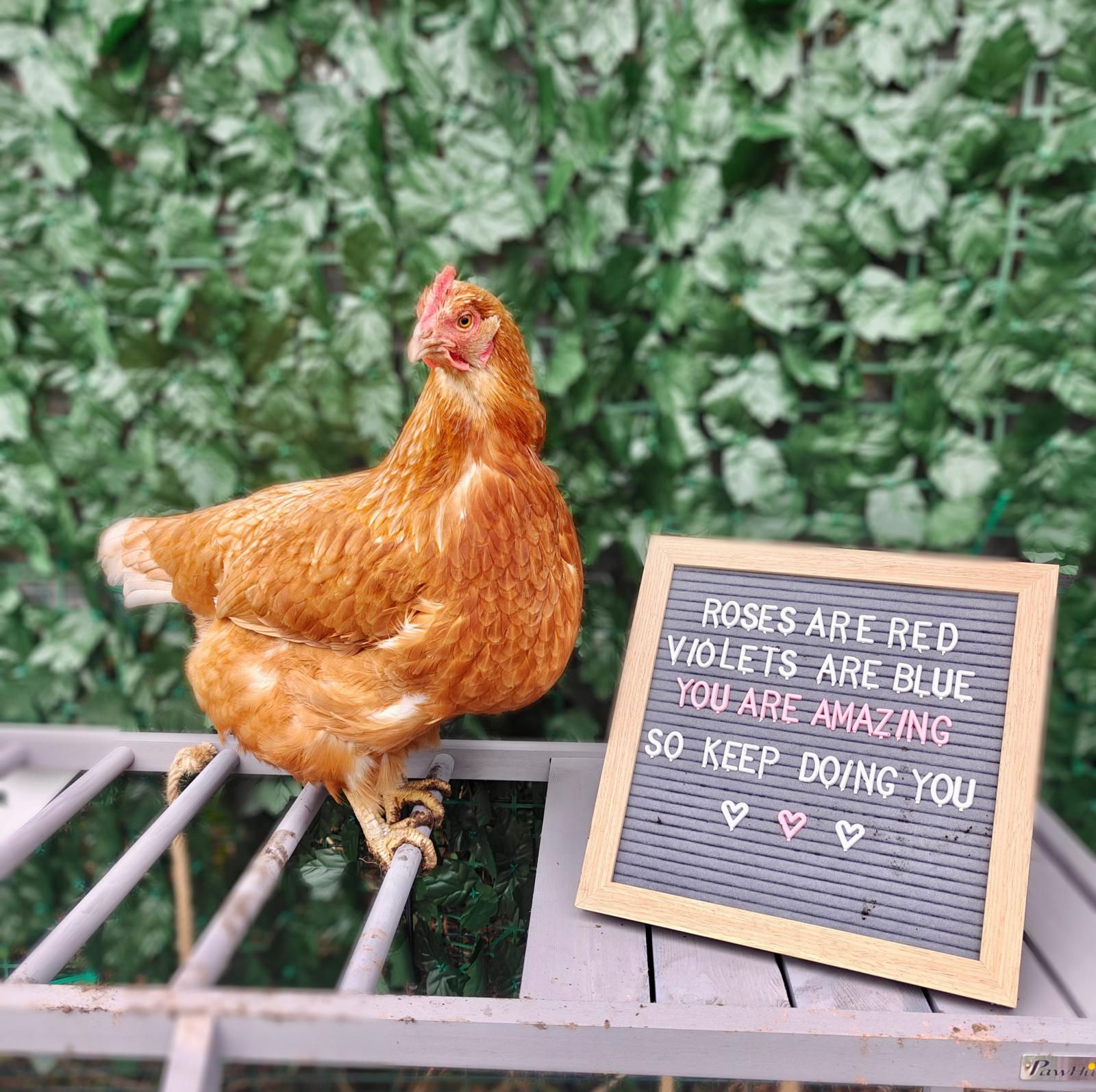 Monthly Recurring Donation