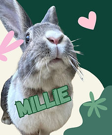 mils.jpg