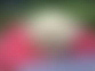 Milk+Eggs=Yum! Vanilla Custard Ice Cream