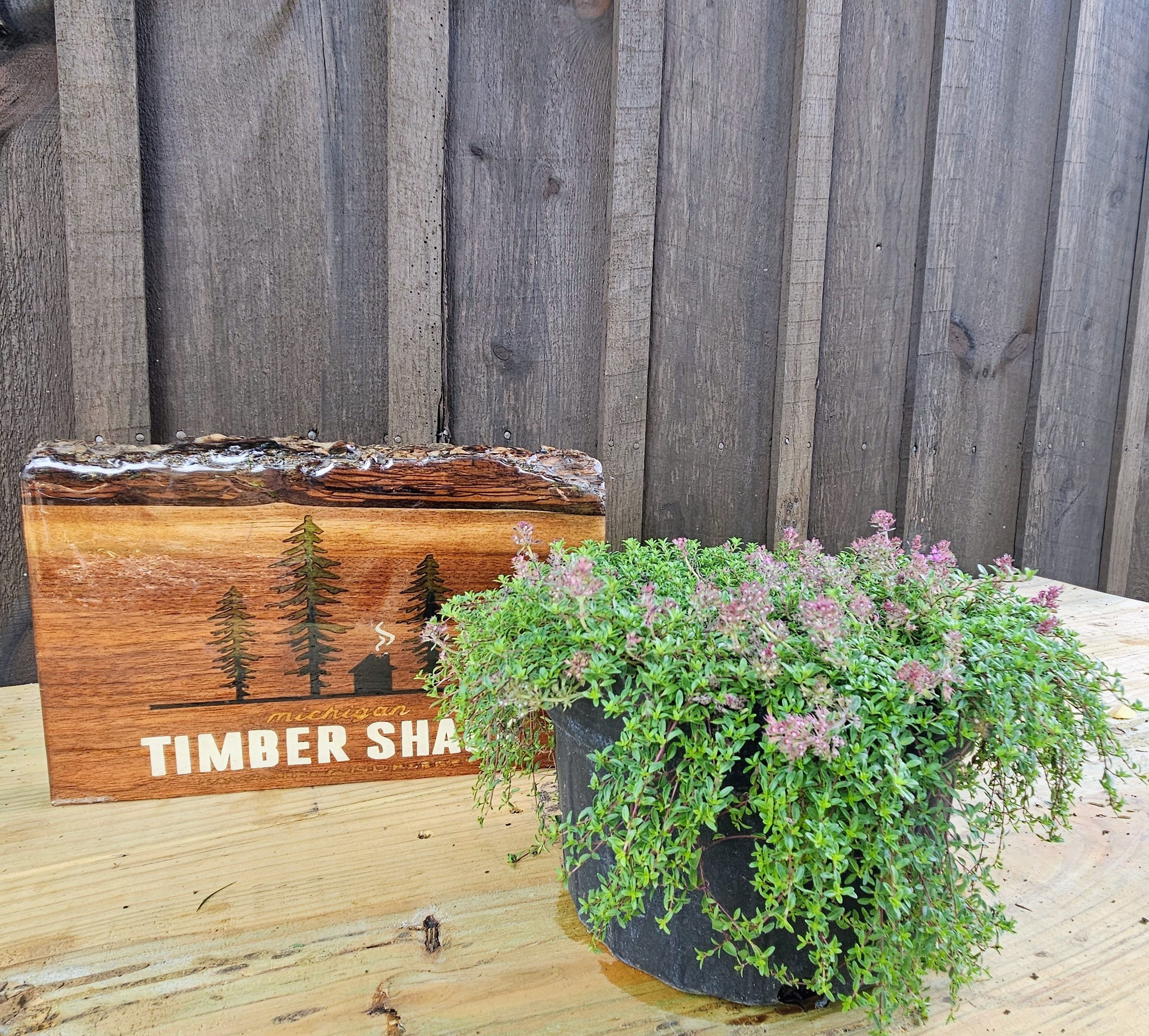 Red Wild Thyme