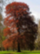 Thumbnail: Beech Trees
