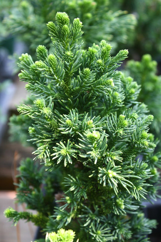 Black Dragon Cryptomeria | Timber Shack