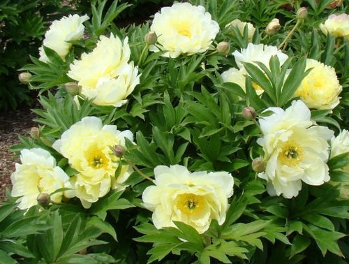 Peony | Timber Shack