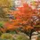 Thumbnail: Seiryu *Japanese Maple