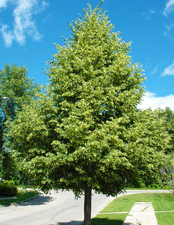 Greenspire Linden Tree