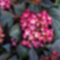 Thumbnail: Hydrangea Bush