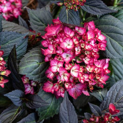 Thumbnail: Hydrangea Bush