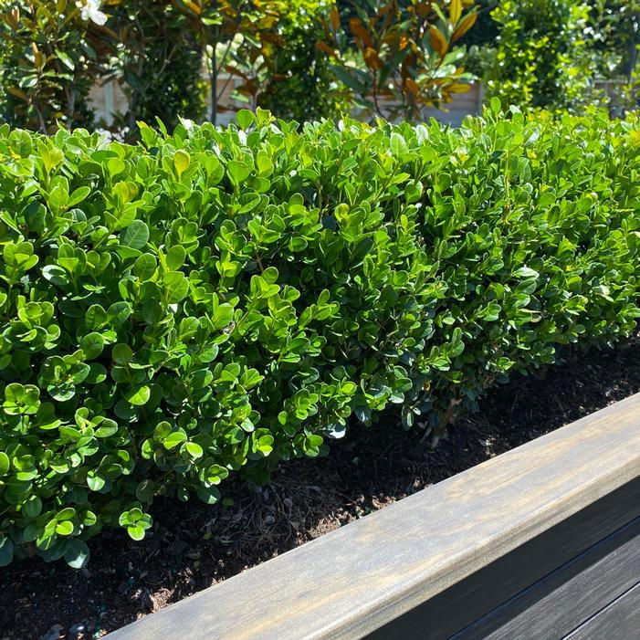 New Gen Freedom Boxwood