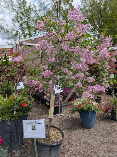 Juliana Hers Lilac Tree | Timber Shack