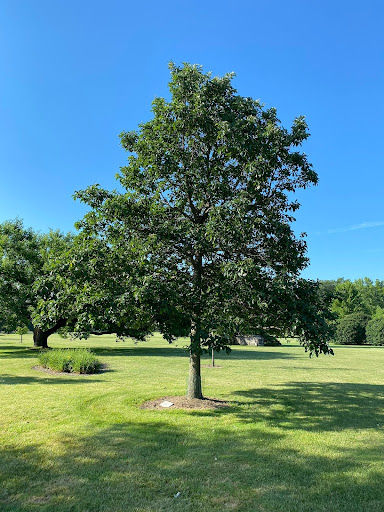 Swamp White Oak