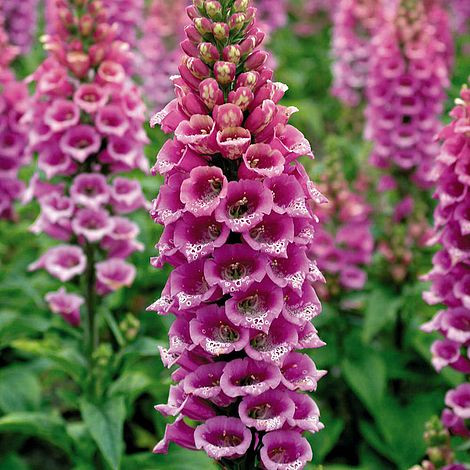 Camelot Foxglove | Timber Shack