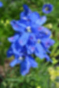 Delphinium Grand Blue Mirror