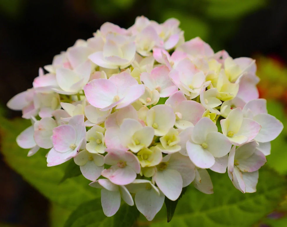 Thumbnail: Hydrangea Bush