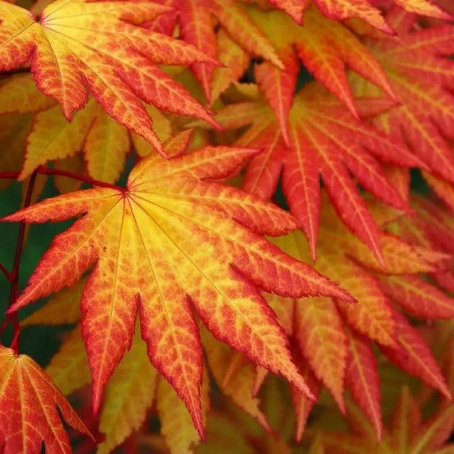 Autumn Moon *Japanese Maple