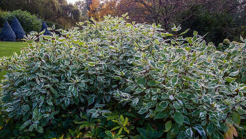 Bailhalo Dogwood Shrub
