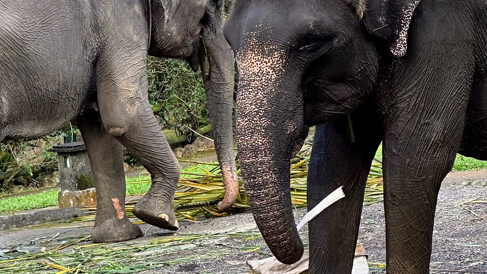Mason Elephant Park & Lodge
