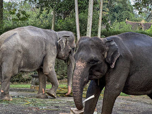 A quiet moment with elephants in Bali, captured with attention to the texture of their skin.