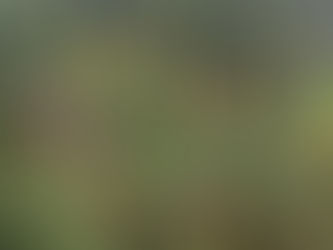 I have 2 pine trees on my property that supply me with the pinecones I use to make treegirl bodies, all animal bodies, bird bodies, so much wonderful stuff.