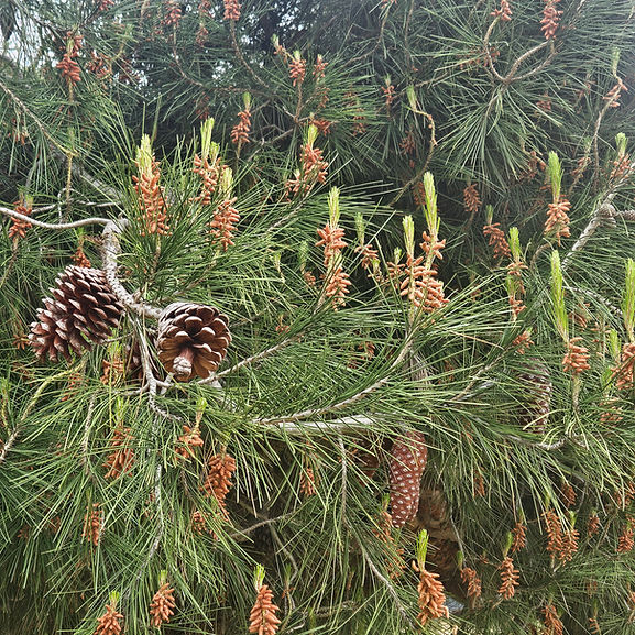Origins of Treegirl pinecones actual tree