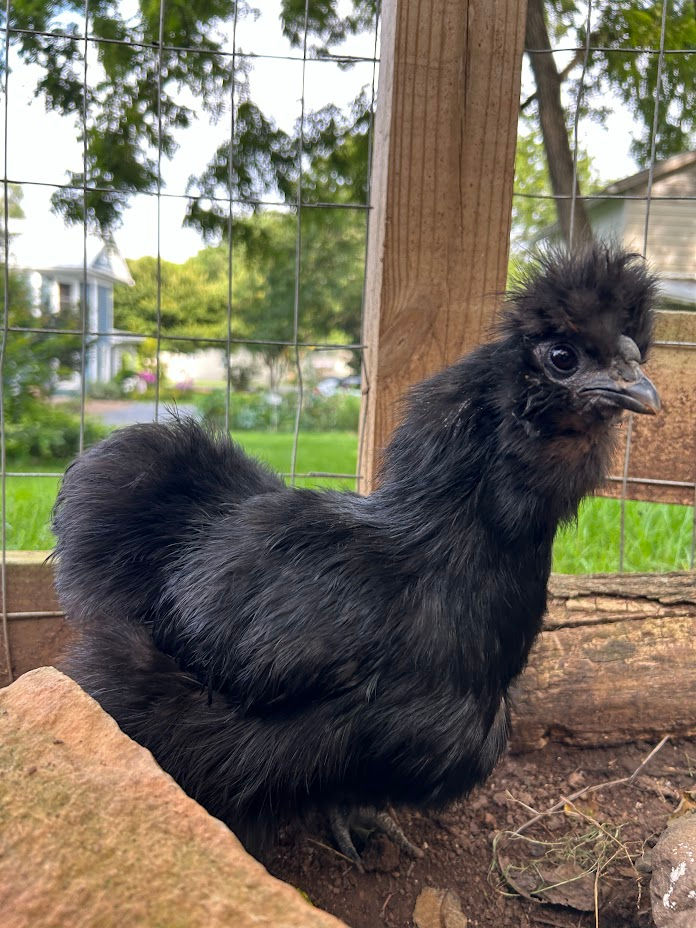 Titanic- Black Silkie has black skin so sometimes it's hard to determine when she starts a molt.
