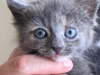 How YOU Can Help Prevent the Kitten Crisis in Shelters