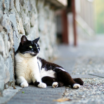 outside black and white cat