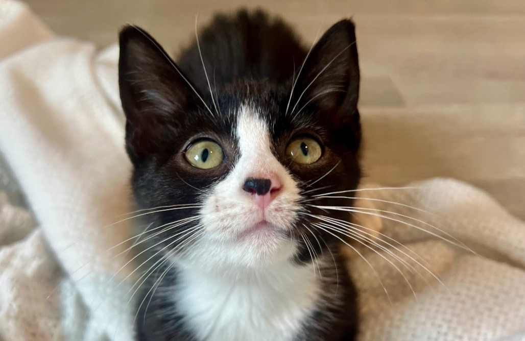 Kitty First What to Expect During Your First Week with a New Kitten