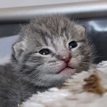 small grey kitten in incubator