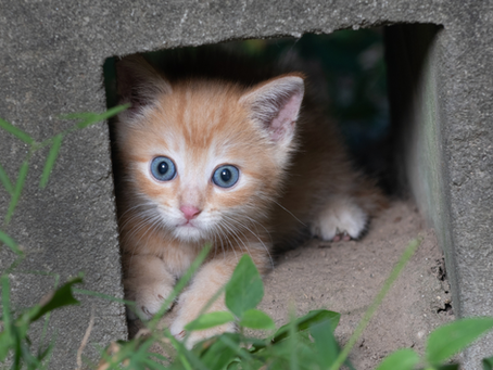 What to Do When You Find Kittens Outdoors